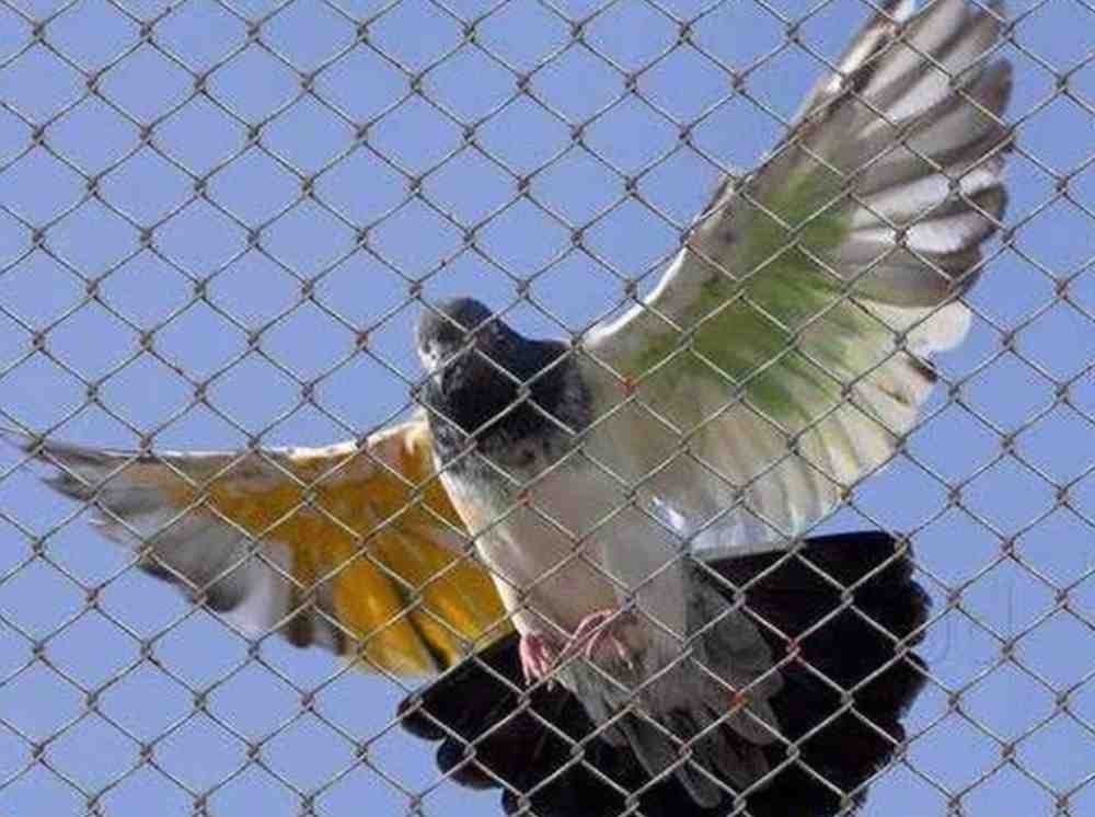 Anti Bird Nets in Vizag