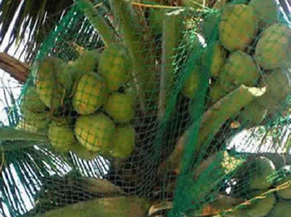 coconut safety nets
