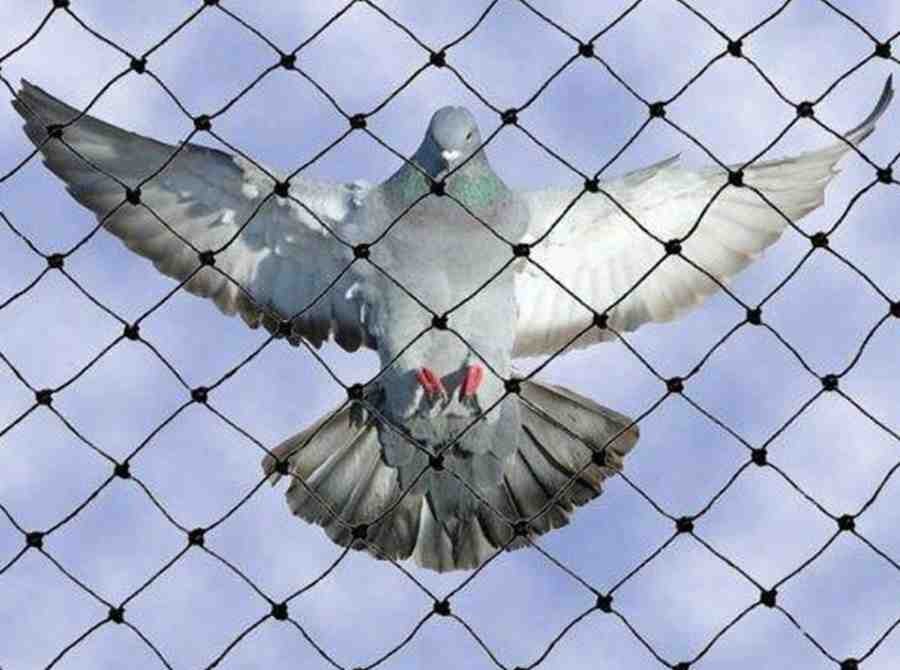 pigeon netting