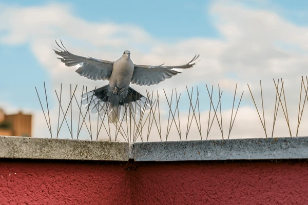 Bird control service in vizag