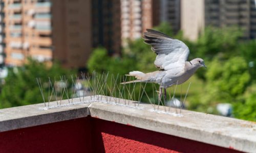 istockphoto-1399726330-612×612 Bird control service in vizag